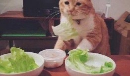 娱乐八卦爆料黑料真假,真真假假，黑料背后的真相